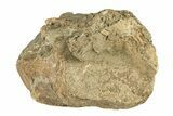 Mosasaur (Tylosaurus) Vertebra - Kansas #258896-1